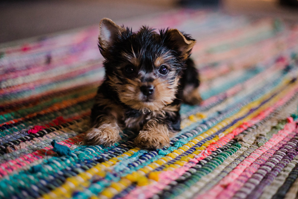 NSW: Q&A Keeping Pets in a Strata Building