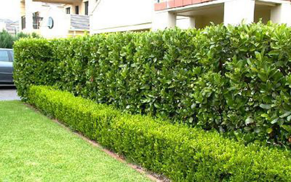 NSW: Q&A Strata Title Trees and Hedges – What Can & Can’t the OC do?