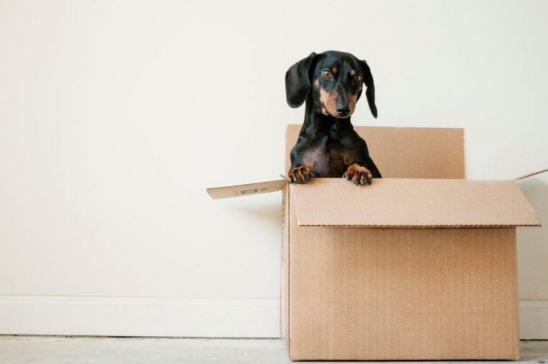 NSW: Q&A Can I Keep Pets in a Strata Building?