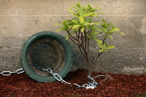 Q&A: Common Property Plant Theft