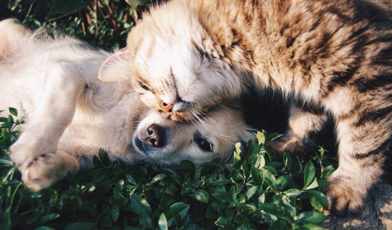 NSW: Can I Keep Pets in a Strata Building?